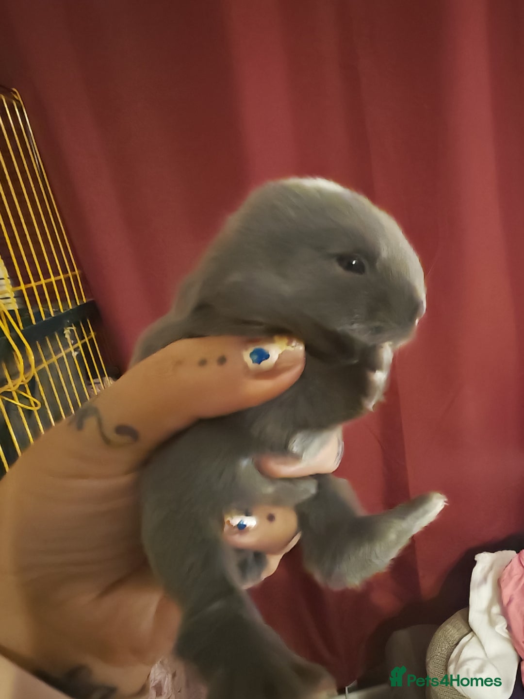 Lionhead rabbits for sale: 4 baby Lionhead rabbits - Advert 31