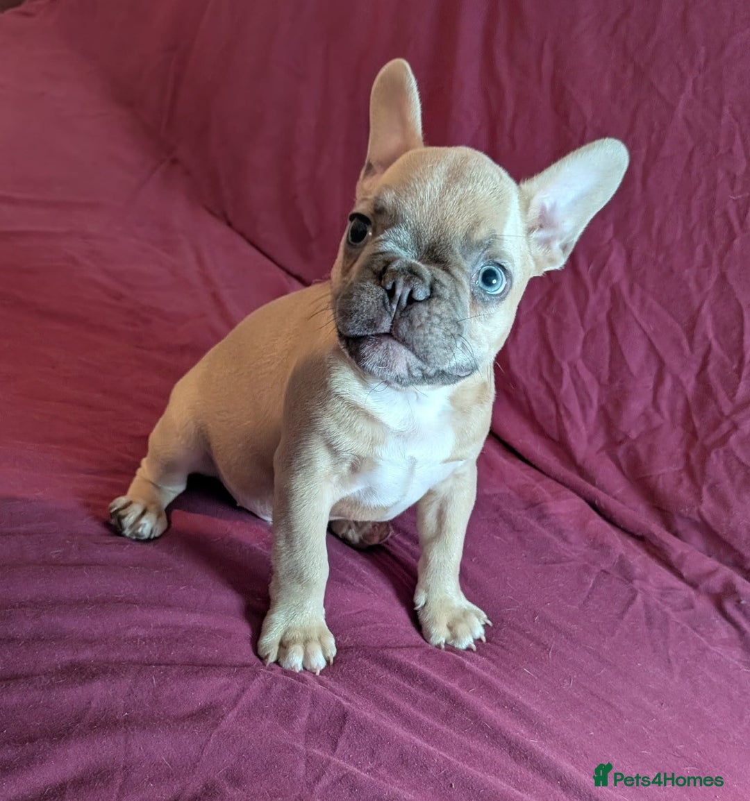 French Bulldog dogs for sale: Wonderful French Bulldog boy  - Advert 5