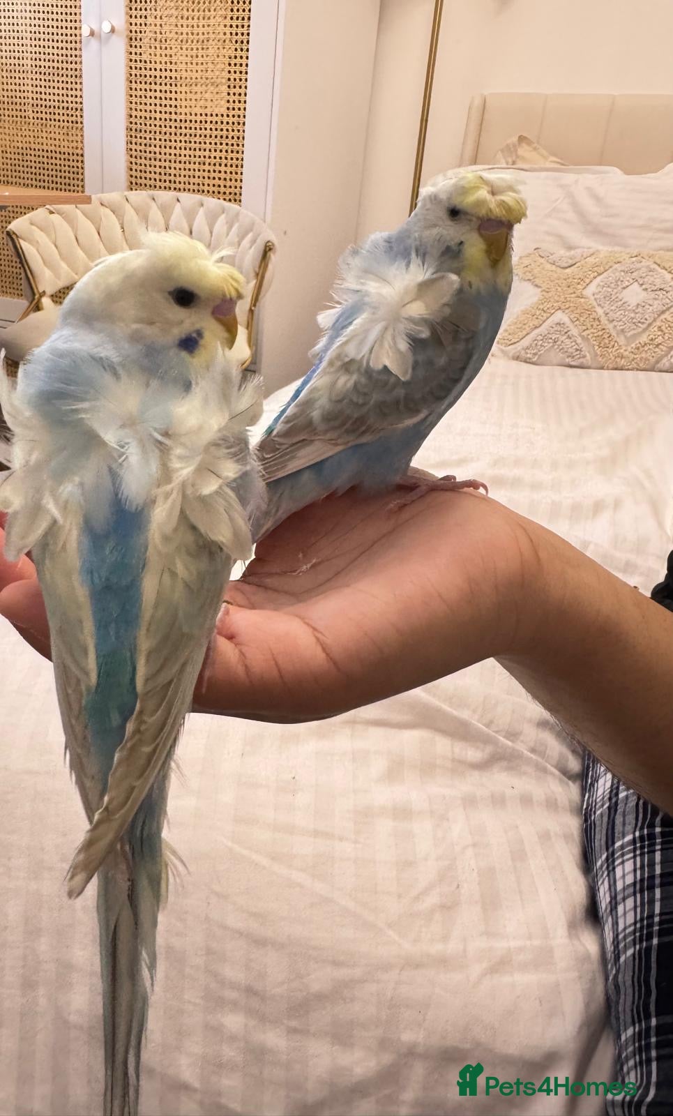 Budgerigars birds Rainbow ,hagoromo baby budgies hand tamed & reared - Advert 5