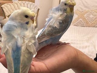 Budgerigars birds Rainbow ,hagoromo baby budgies hand tamed & reared - Advert 5