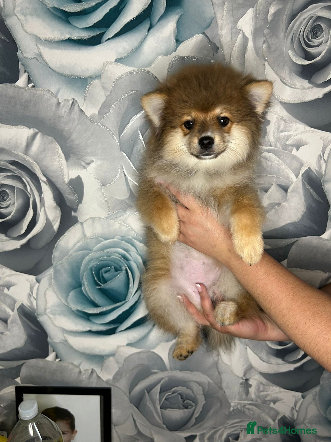 Pomeranian dogs for sale: Pomeranian puppies in Erith - Image 12