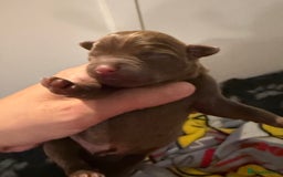 Mixed Breed dogs for sale: French bulldog/terrier cross  - Image 6