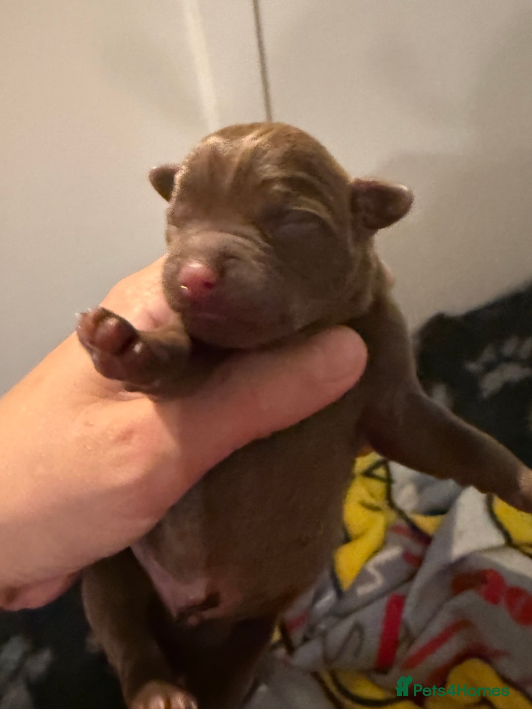 Mixed Breed dogs for sale: French bulldog/terrier cross  - Image 6
