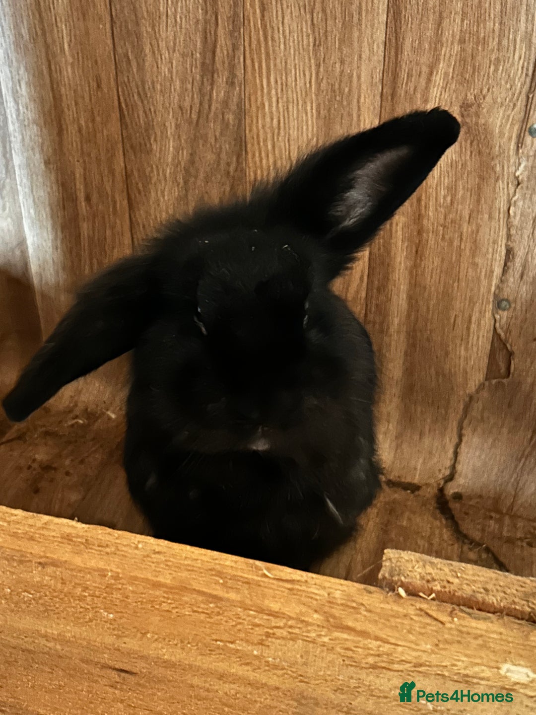 Mixed Breed rabbits for sale: Lionhead/ French giant mixed breed - Advert 4