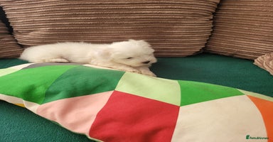 Coton De Tulear dogs - Advert 13