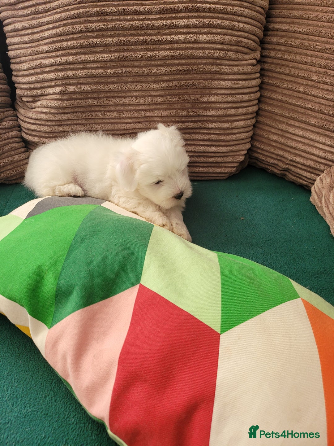 Coton De Tulear dogs for sale: Gorgeous puppies 🐶 KC registered - Image 2