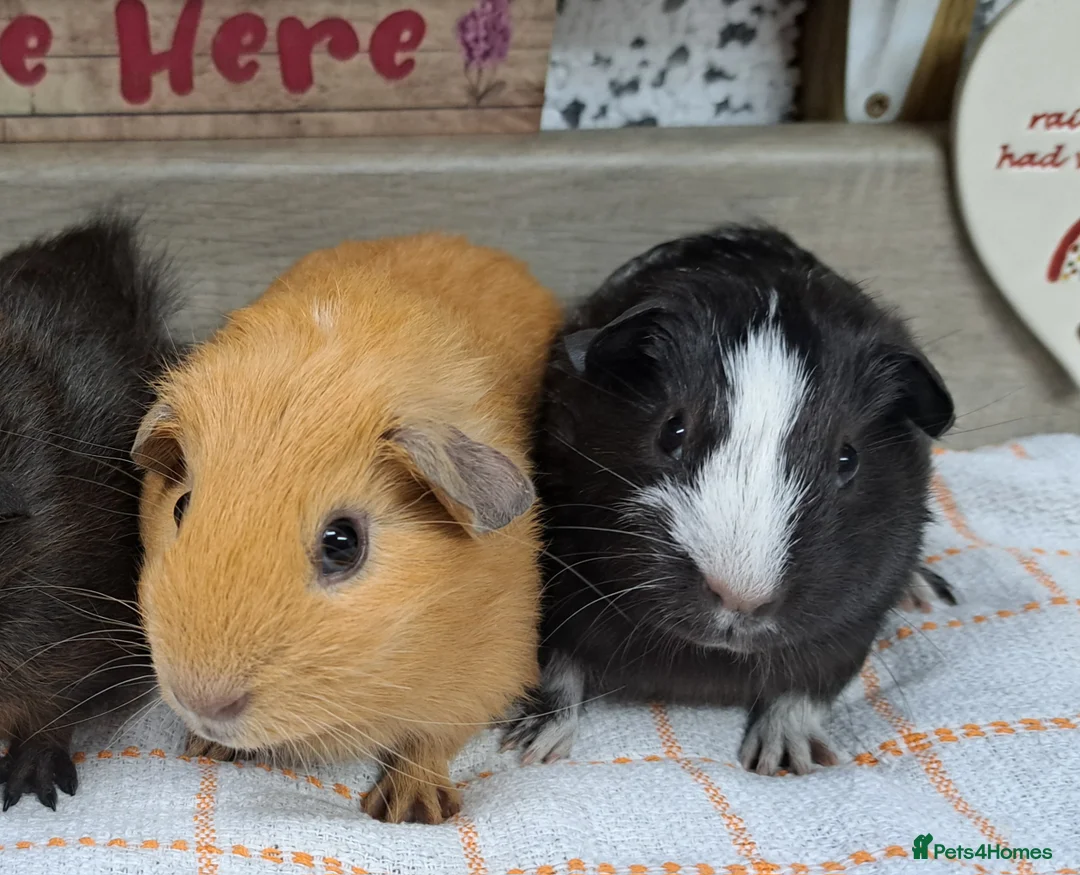 Guinea Pig rodents for sale: Baby Guinea pigs Boys - Leeds LS27  - Advert 2