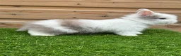 Lionhead rabbits for sale: Beautiful Double Maned Lionheads - Advert 1