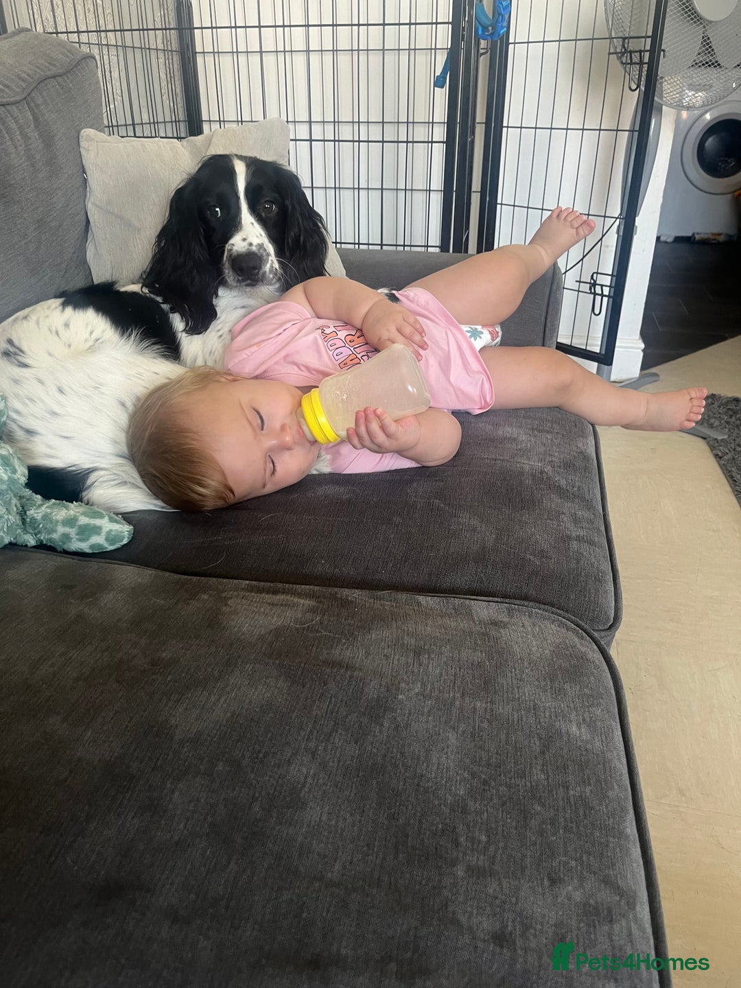 Sprocker dogs for sale: Dog for adoption  - Advert 1