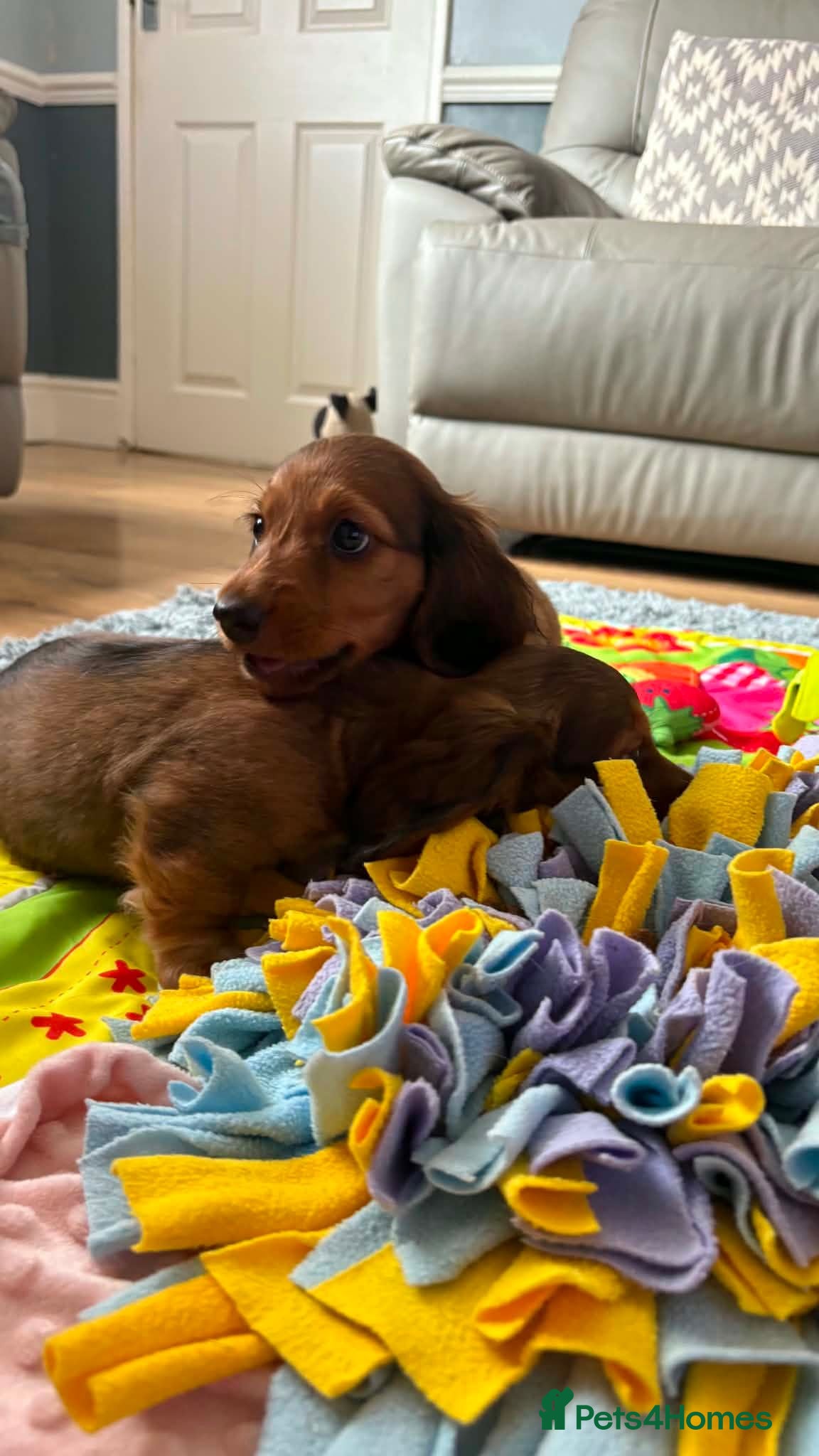 Dachshund dogs   Mini KC-registered longhaired dachshund puppies  - Advert 2