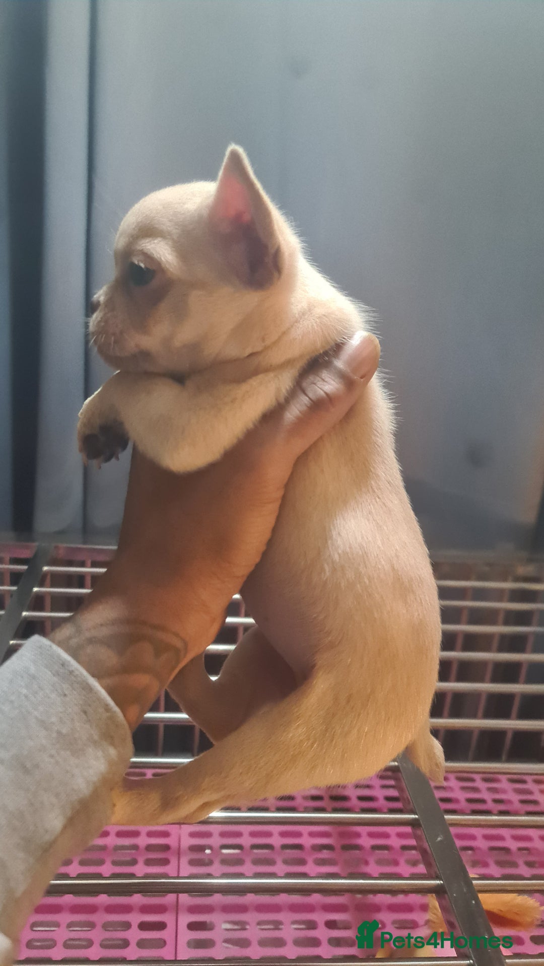 French Bulldog dogs for sale: ✨ Enchanted Frenchie Puppies Ready Now! ✨ - Advert 11