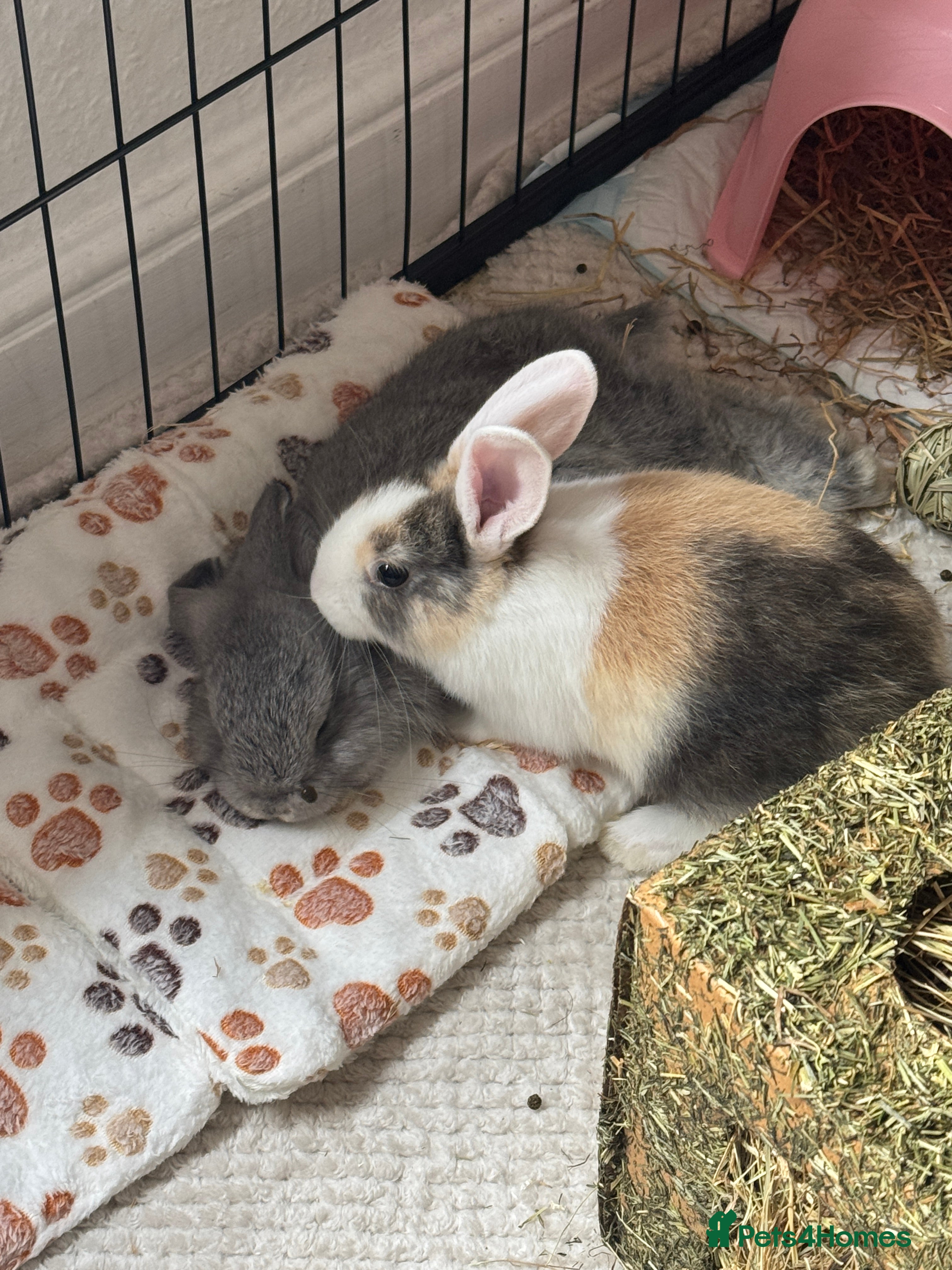 Mixed Breed rabbits Mini pop mix breed - Advert 4