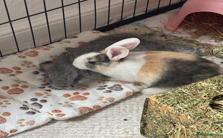 Mixed Breed rabbits Mini pop mix breed - Advert 1