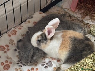 Mixed Breed rabbits Mini pop mix breed - Advert 1