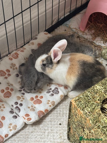 Mixed Breed rabbits Mini pop mix breed - Advert 1