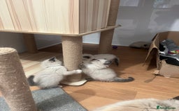 Ragdoll cats for sale: Ragdoll girls  - Image 12