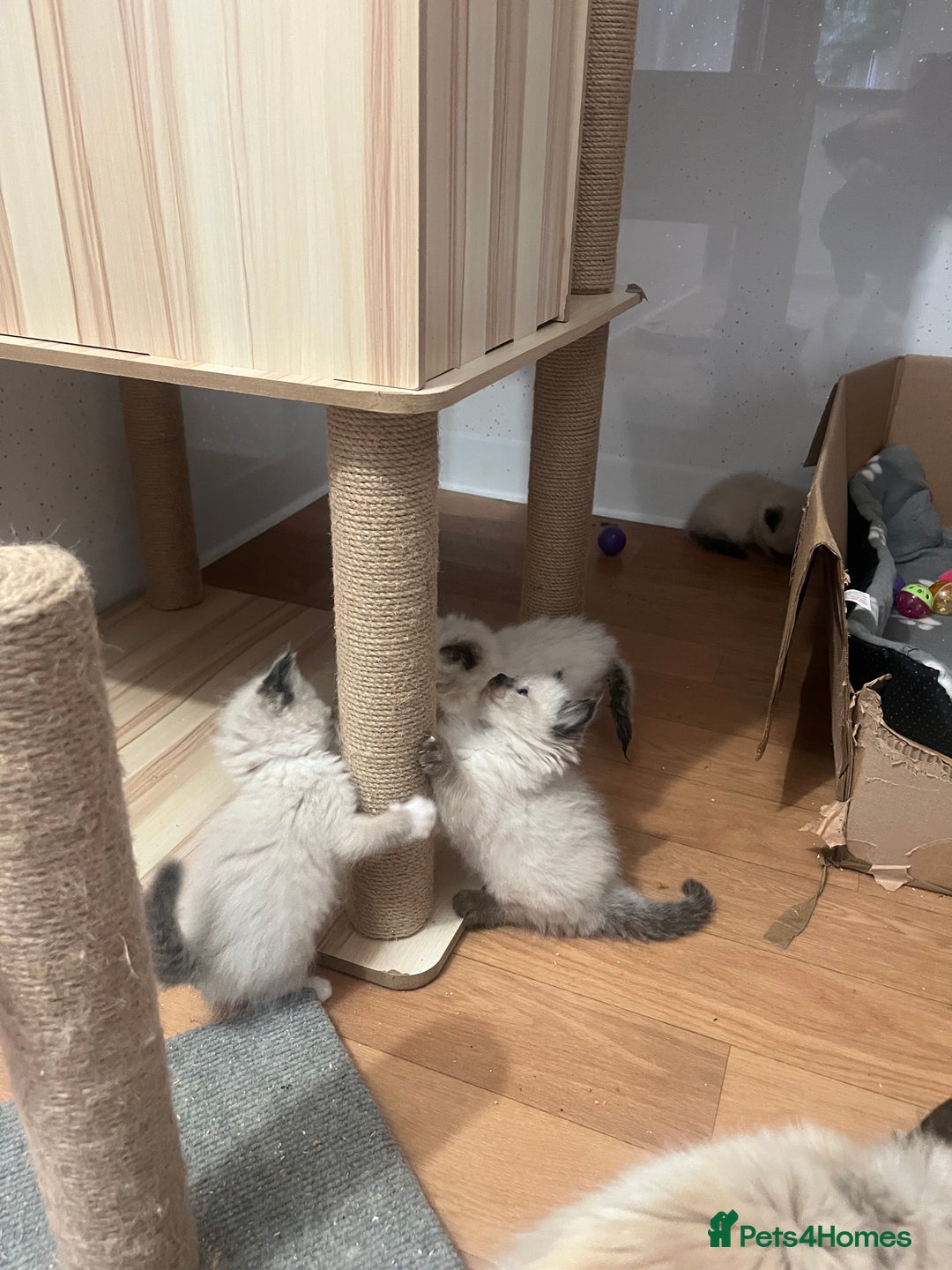 Ragdoll cats for sale: Ragdoll girls  - Image 12