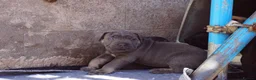 Cane Corso dogs for sale: Quality cane corso puppies - limited available  - Advert 9