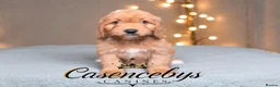 Cockapoo dogs for sale: 🐶THE MOST PERFECT DNA CLEAR MINI F1 COCKAPOOS🐶 - Advert 6