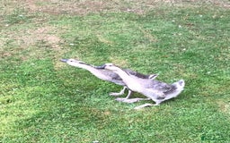 Geese poultry for sale: PAIR CHINESE GOSLINGS PURE BRED - Image 1