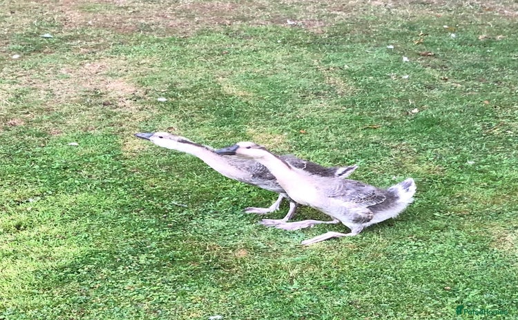 Geese poultry - Advert 1