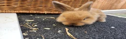 Mini Lop rabbits for sale: 5 + 2x Mini lops babies - Advert 2