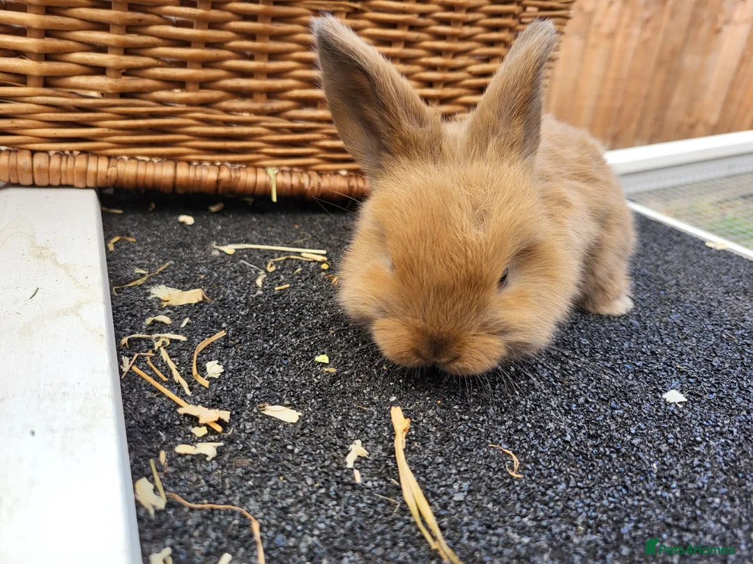 Mini Lop rabbits for sale: 5 + 2x Mini lops babies - Advert 2