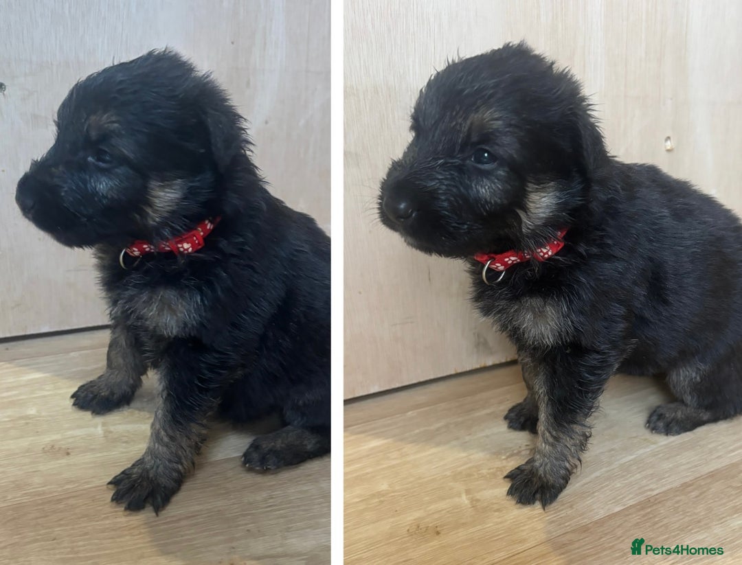 German Shepherd dogs for sale: German Shepherd Pups - Advert 14
