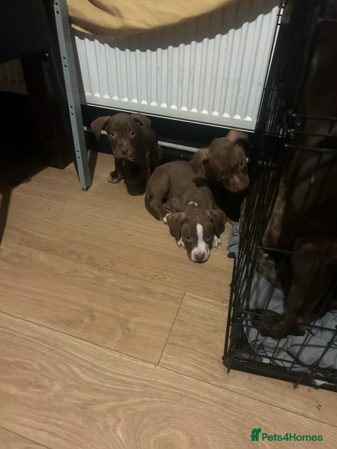 American Bully dogs for sale: Lil blessings  - Advert 4