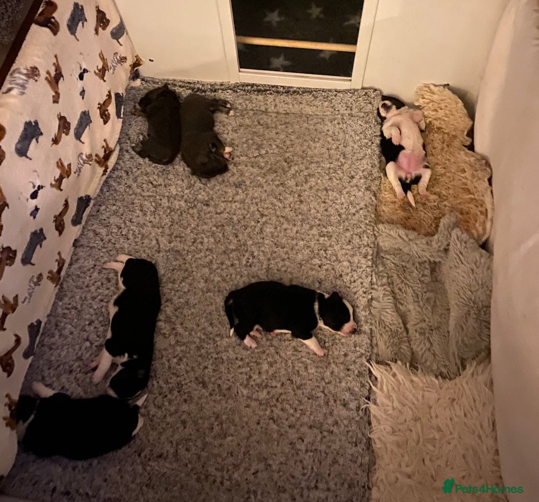 Border Collie dogs for sale: 6 gorgeous high quality Border Collie Puppies  - Advert 8