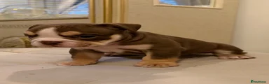 English Bulldog 1