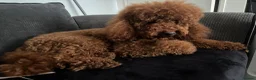 Miniature Poodle dogs for stud: Teddy  KC registered DNA checked miniature poodle  - Advert 5