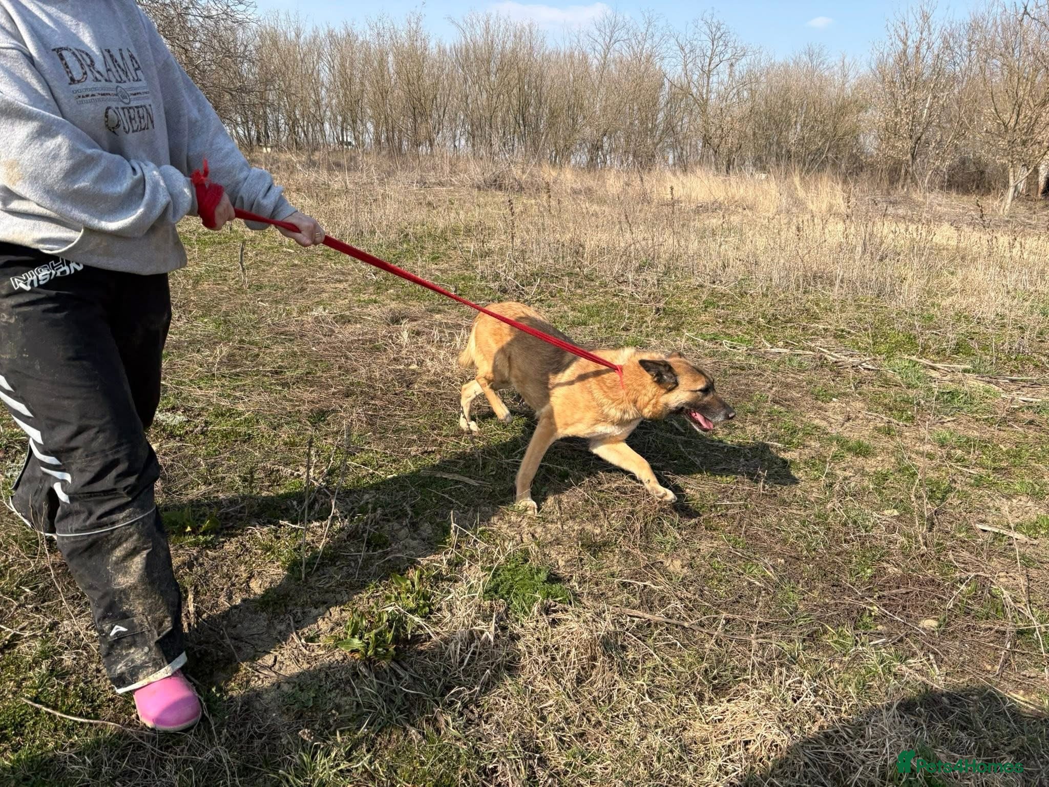 Thelma - Norwich Norfolk — Mixed Breed