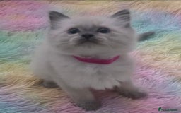 Ragdoll cats for sale: Stunning Ragdolls  - Image 5
