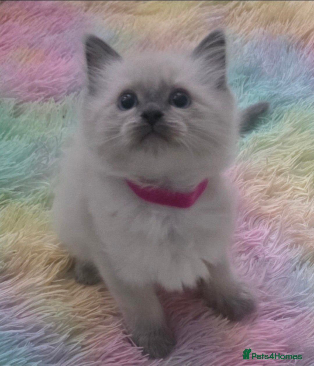 Ragdoll cats for sale: Stunning Ragdolls  - Image 5