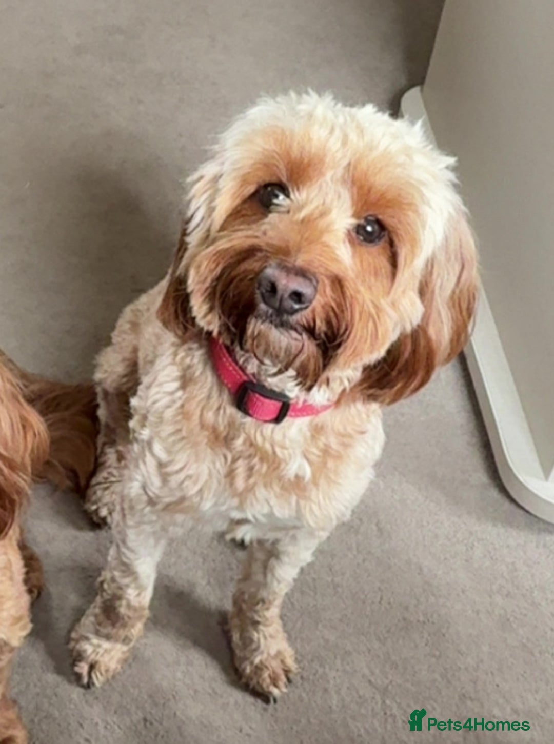 Cockapoo dogs for sale: Championship bloodline F1B toy Cockapoos  - Image 14