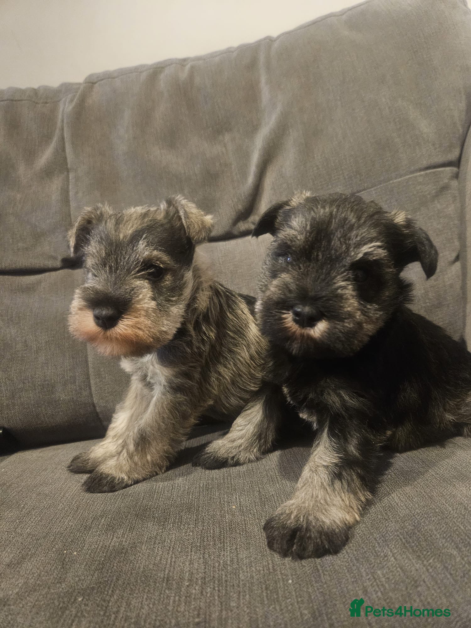Miniature Schnauzer dogs Superb kc reg miniature schnauzer pups - Advert 2