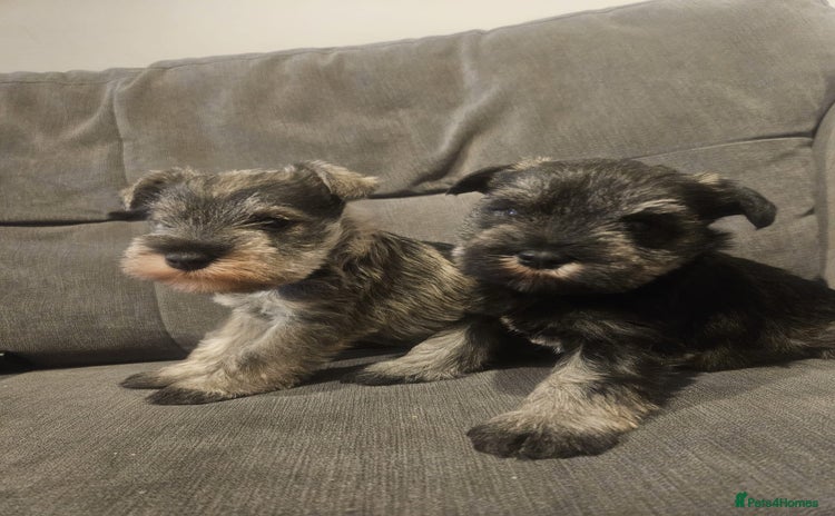 Miniature Schnauzer dogs Superb kc reg miniature schnauzer pups - Advert 3