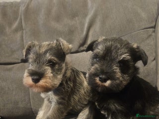 Miniature Schnauzer dogs Superb kc reg miniature schnauzer pups - Advert 1