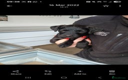 Patterdale Terrier dogs for sale: Quality patterdale terriers  - Image 7