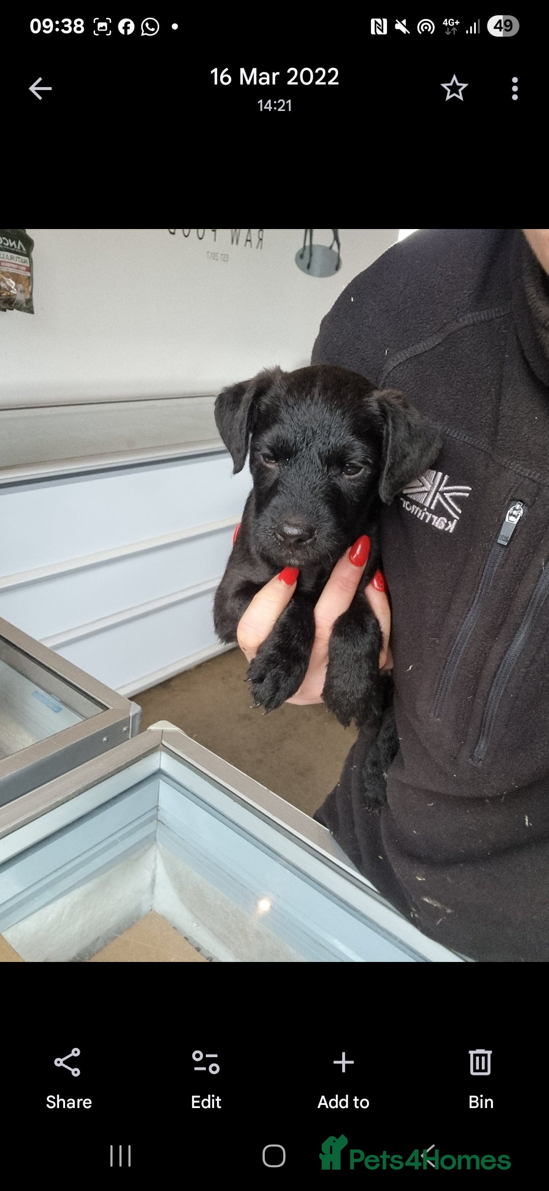 Patterdale Terrier dogs for sale: Quality patterdale terriers  - Image 7