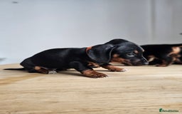 Miniature Dachshund dogs for sale: PRA CLEAR GORGEOUS MIN DACHSHUNDS  - Image 7