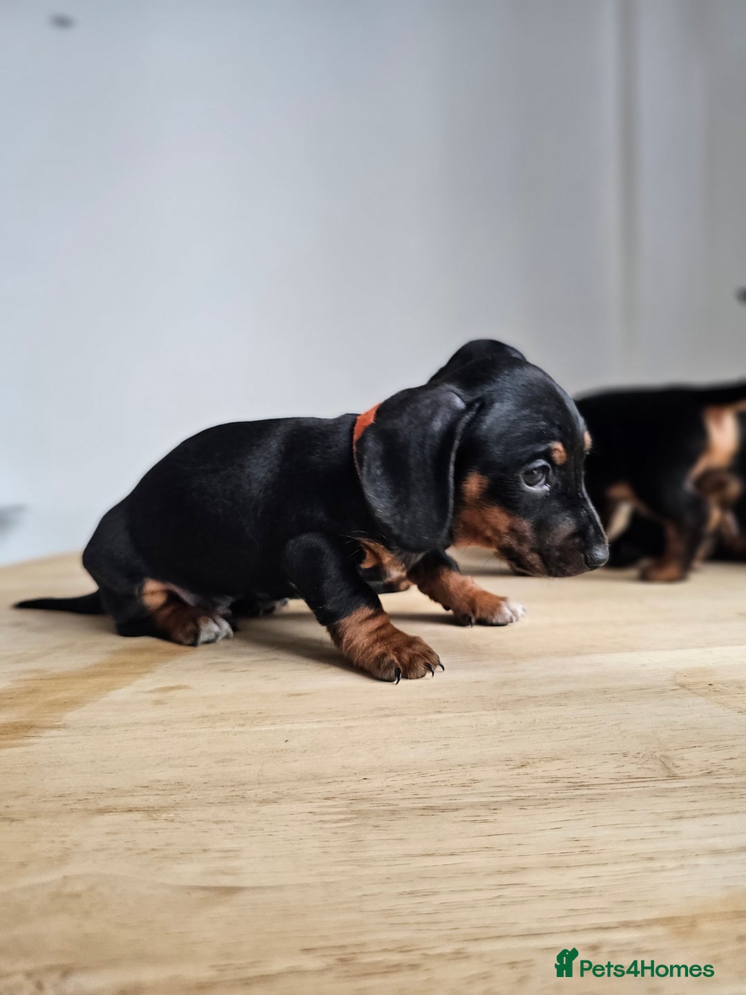 Miniature Dachshund dogs for sale: PRA CLEAR GORGEOUS MIN DACHSHUNDS  - Image 7