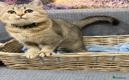 British Shorthair cats for sale: Stunning BSH golden/silver Kittens TICA - Advert 22