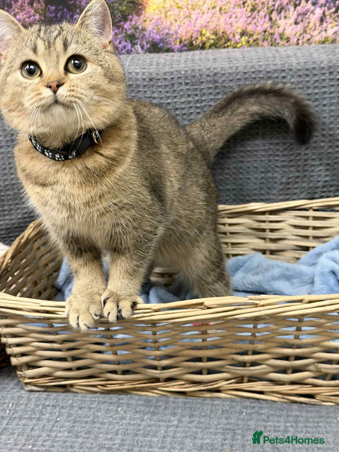 British Shorthair cats for sale: Stunning BSH golden/silver Kittens TICA - Advert 22
