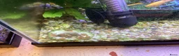 Snails fish for sale: Ramshorn Snails Tank Breed Disease free.. - Advert 4
