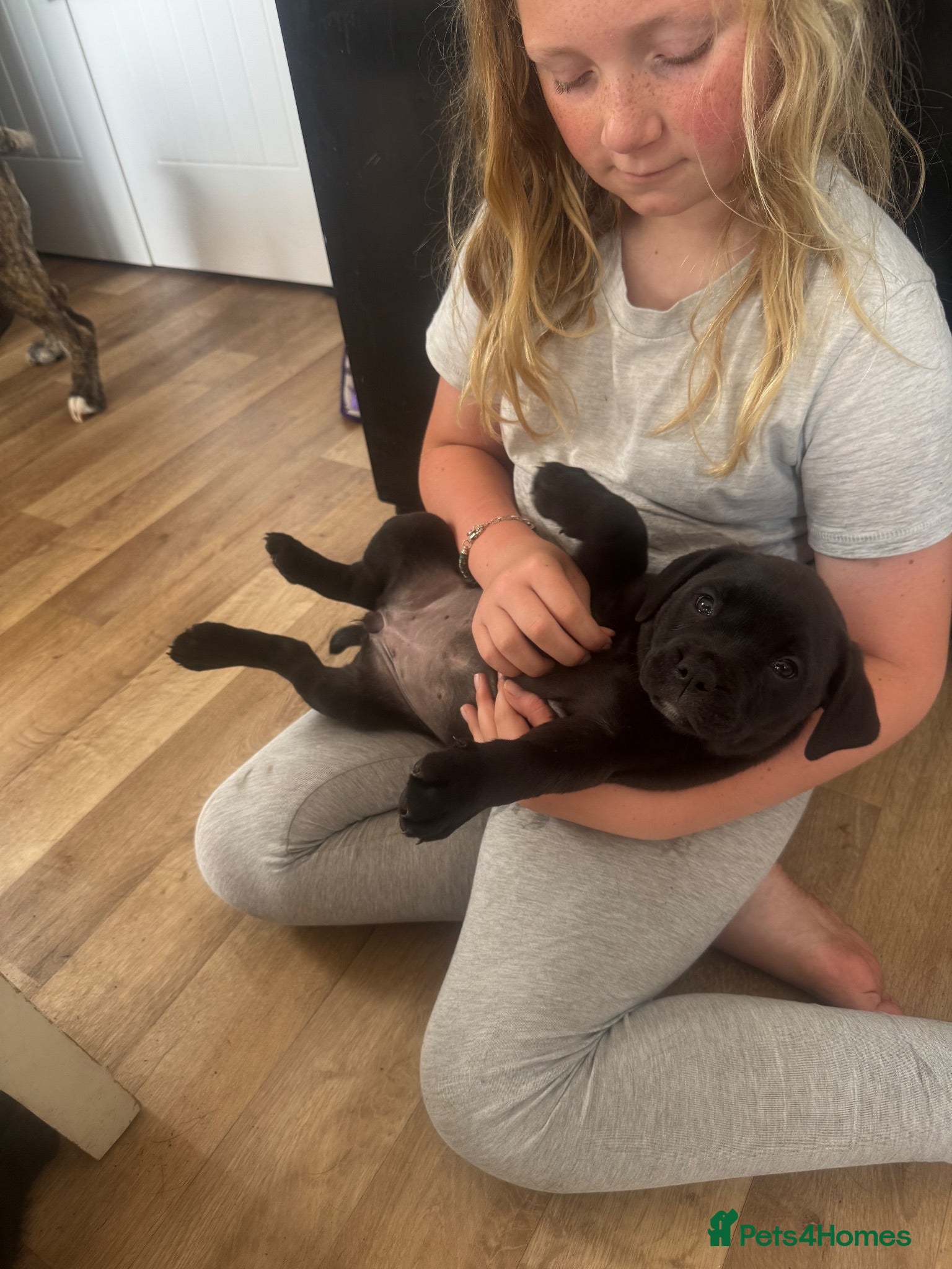 Mixed Breed dogs LAST PUP AVAILABLE  - Advert 20