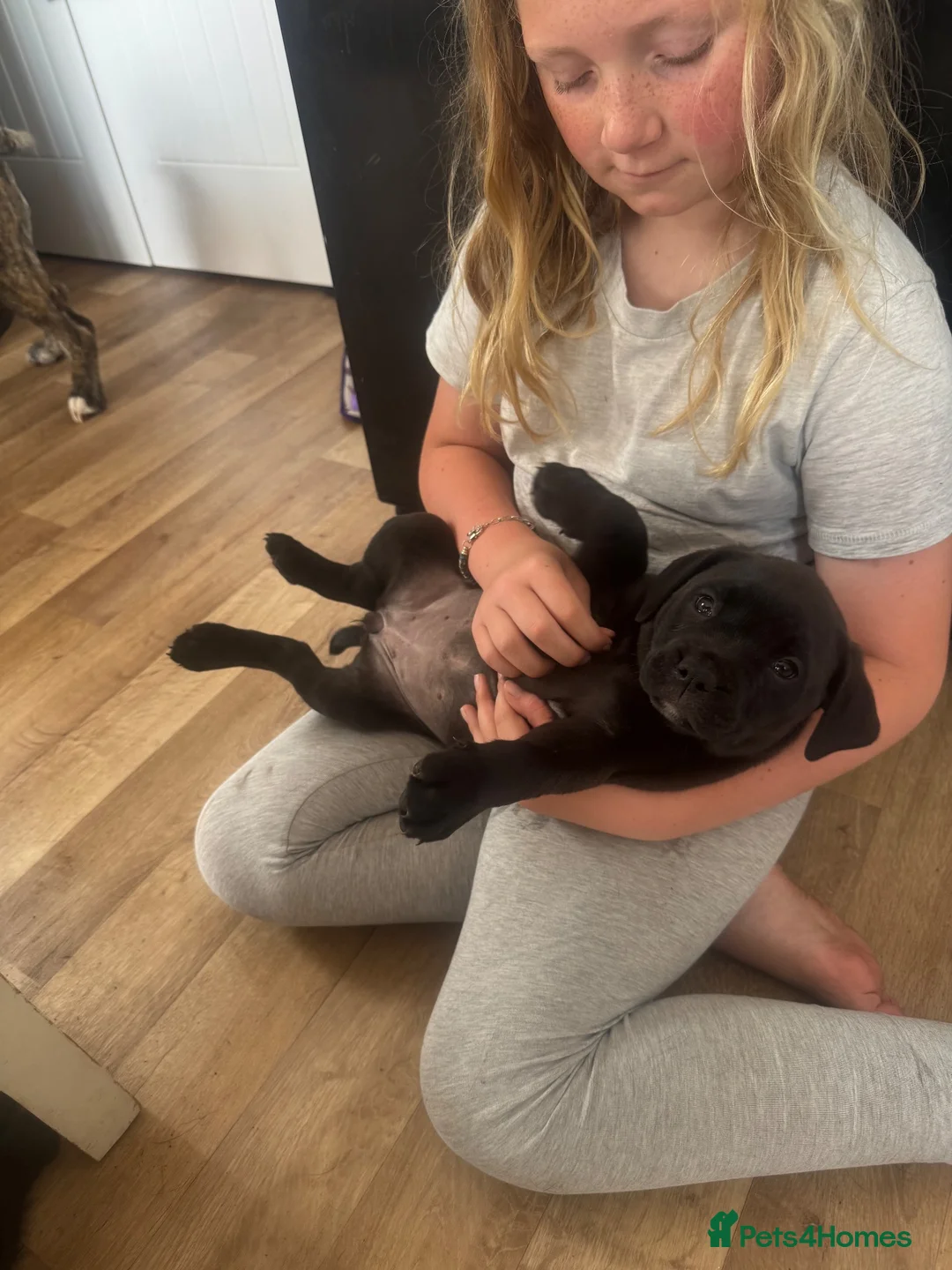 Mixed Breed dogs for sale: LAST PUP AVAILABLE  - Advert 1