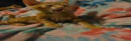 Mixed Breed cats for sale: 7 beautiful kittens - Advert 19