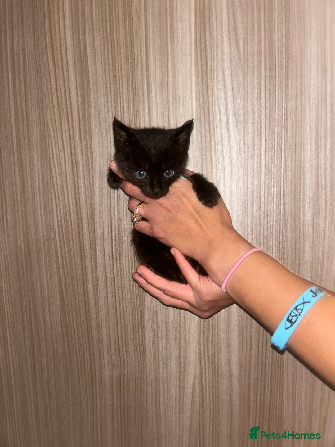 Siamese cats for sale: Tiny🥹half siamese kittens for sale ready to leave - Image 4